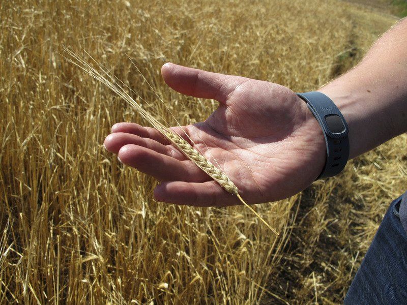 2017 looks likely to present a backdrop of whisky export growth and reduced stock levels