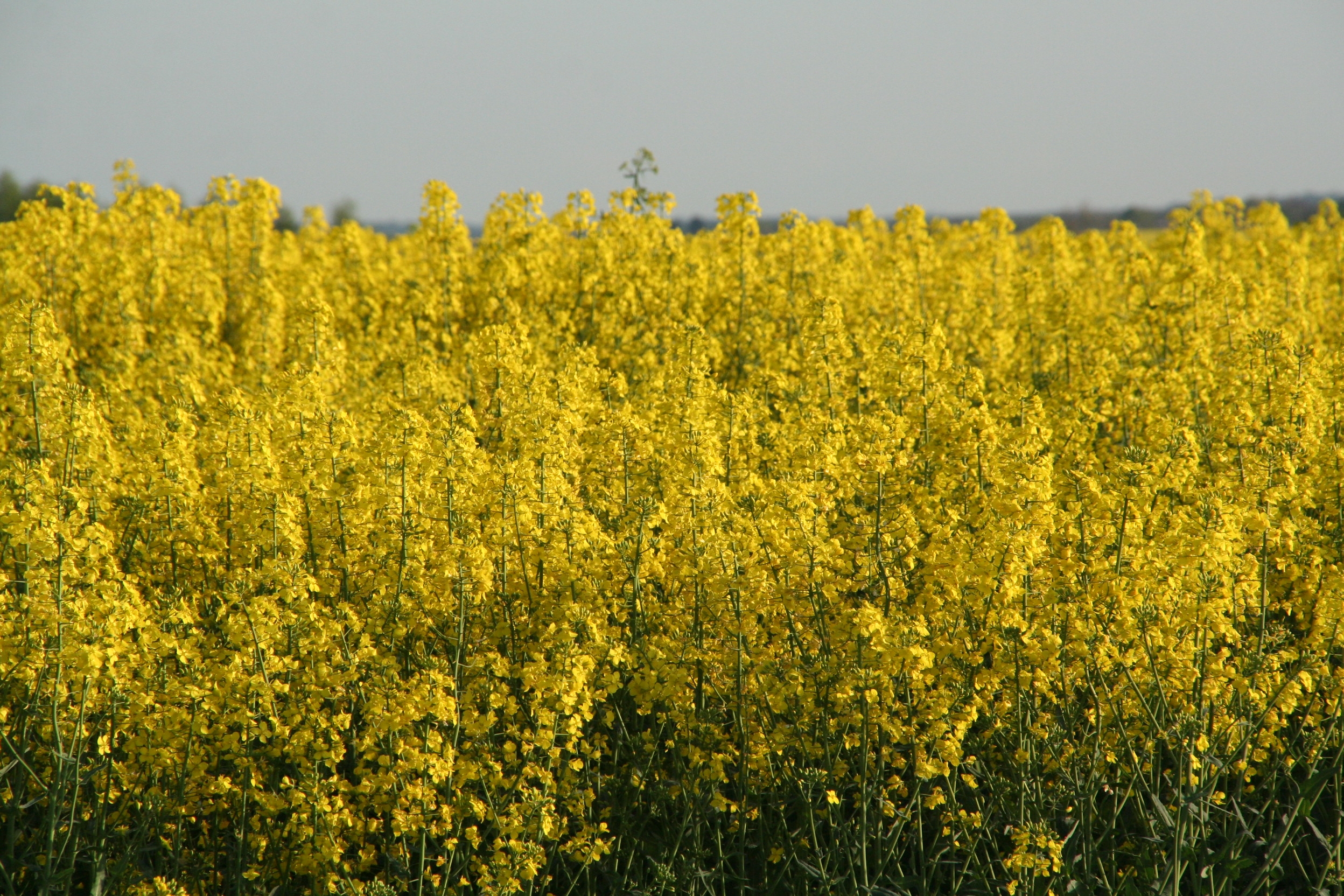 Think soil conditions, think water for OSR herbicides, says Frontier Crop Production