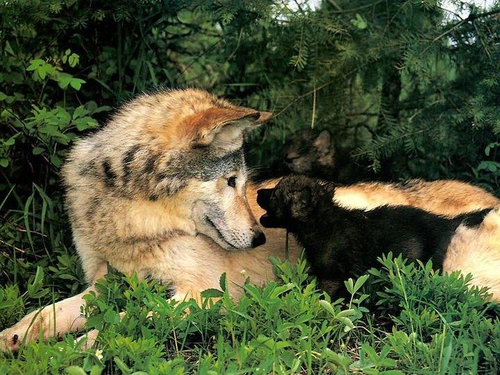 Wolves will not roam the Scottish highlands, rewilding experts tell MPs