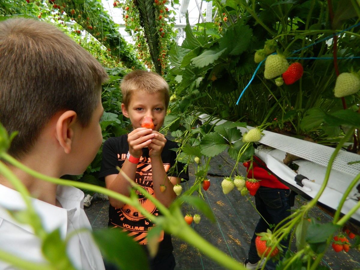 Children will learn about how food grows