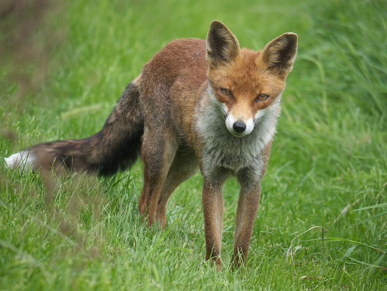 The NFU said it is 'crucial' that farmers can control certain species for the benefit of agricultural production