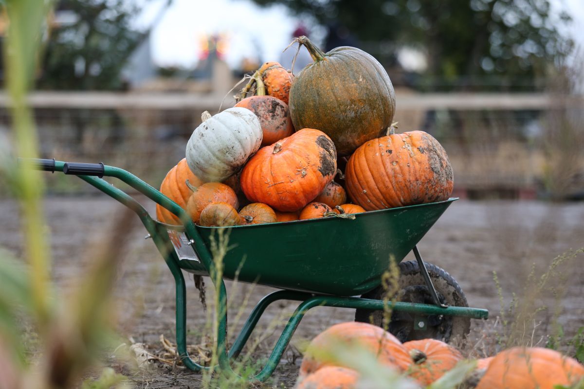 UK’s largest pumpkin festival gets underway as farmers increasingly