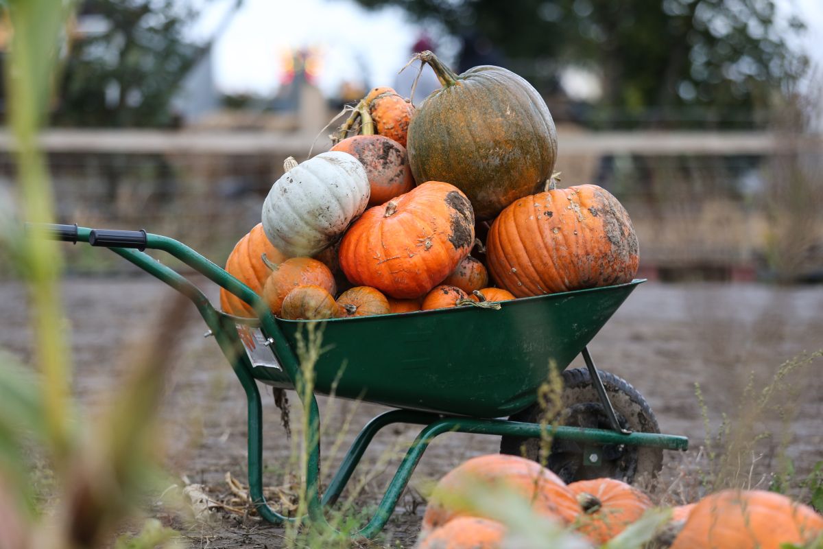 The farm has grown 90,000 pumpkins this year from 25 different varieties