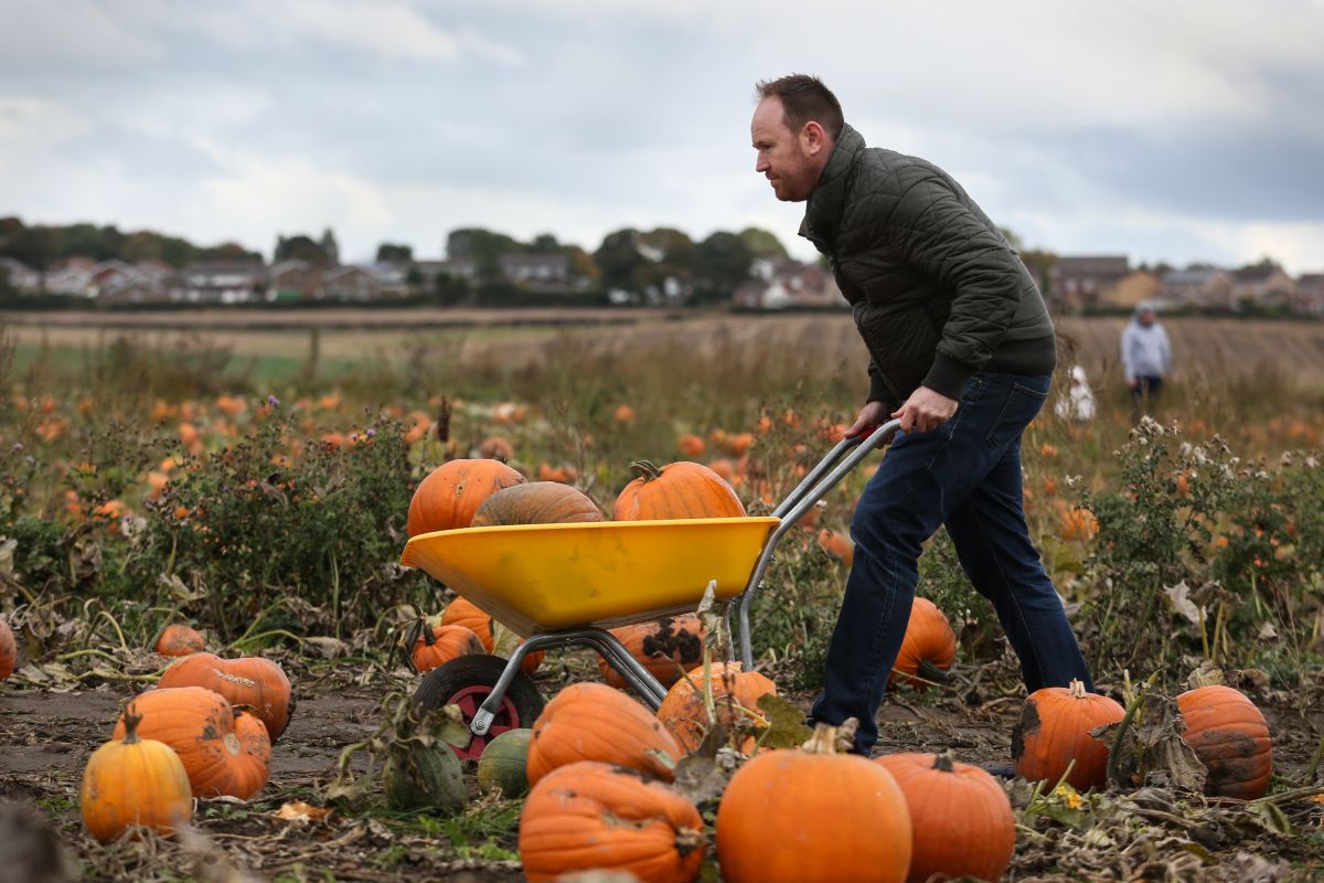 Farmers have capitalised on the growing Americanisation of Halloween in the UK