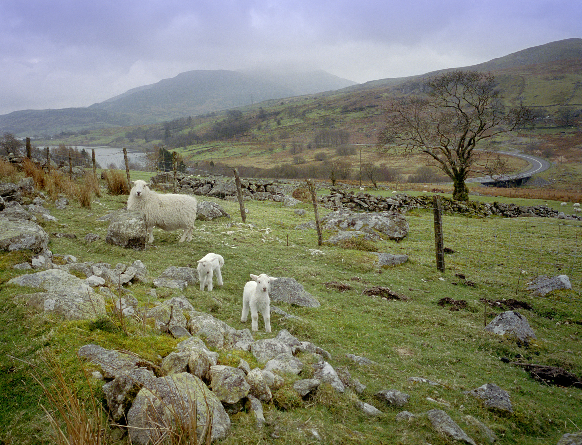 Welsh Lamb is desribed by many Italians as 'naturale, buono e genuino!'