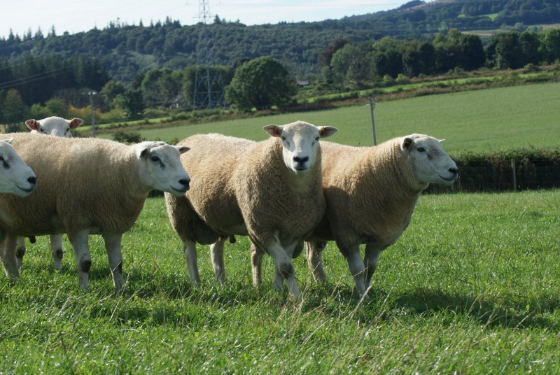 NSA is facilitating a group of experts to use funding from the Animal Welfare Foundation to investigate the flock life of breeding males