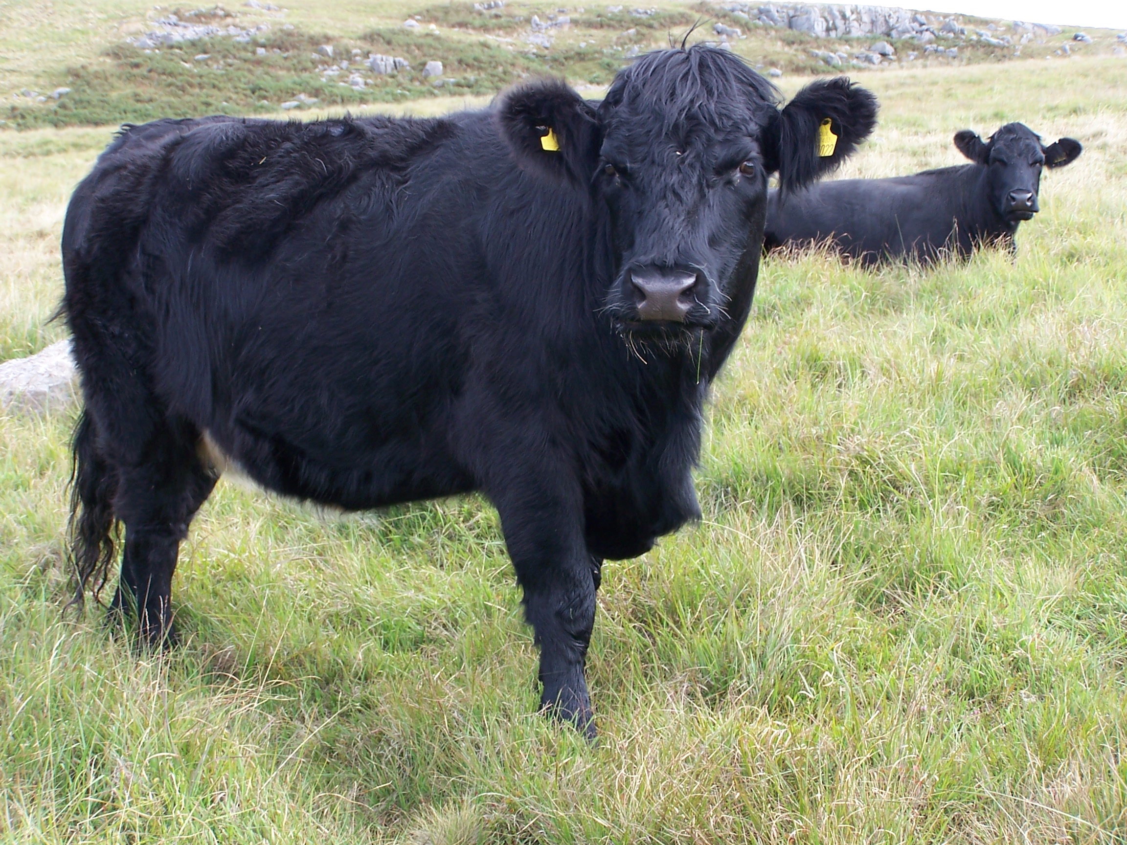 Welsh Black cattle have established a new foothold in Germany