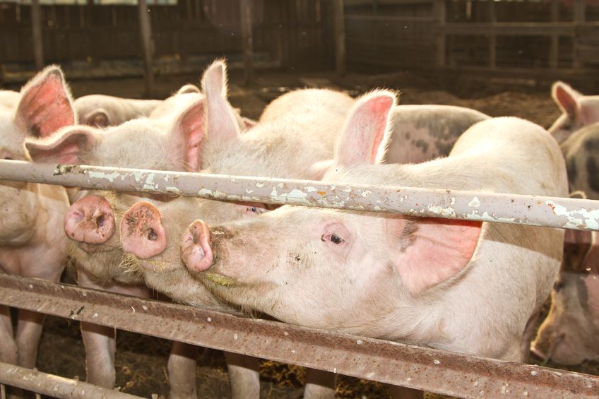 The National Pig Association has responded to the claims, calling them 'sensationalist'