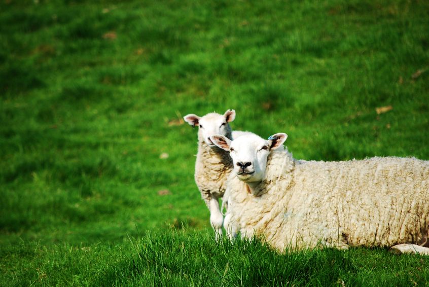 NSA open event to arm the next generation of sheep farmers with skills and inspiration