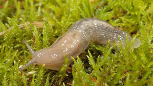 Slug populations have surged after several months of wet weather