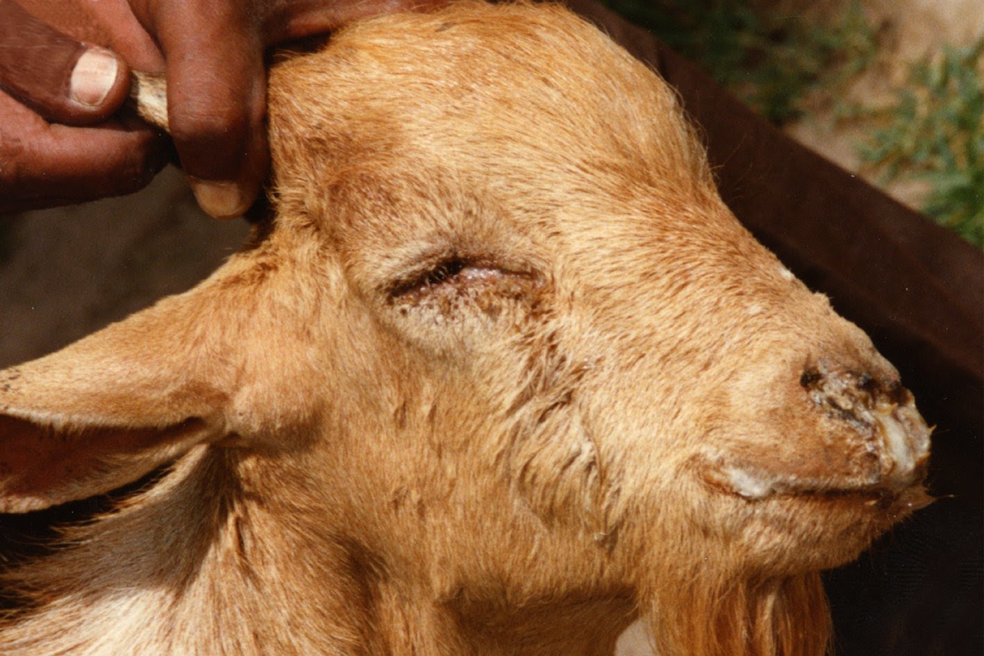 The disease is highly lethal to small ruminants – killing up to 90 percent of infected animals