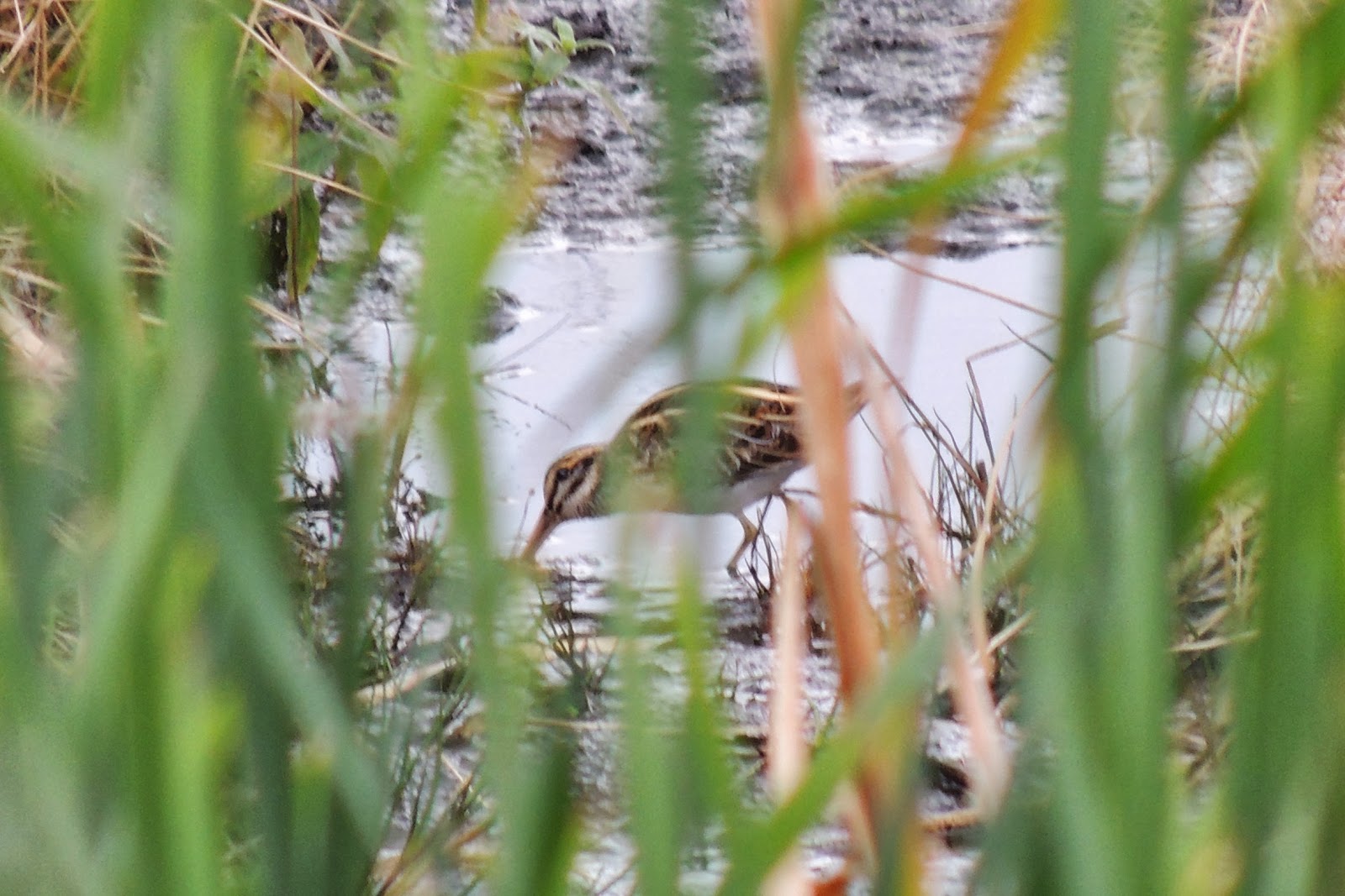 'Richard’s ponds seem to be key to the birdlife that’s flourishing on his land'