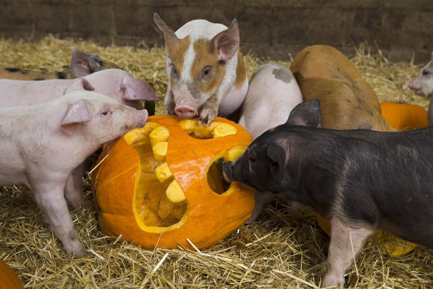 The pigs getting into the Halloween mood