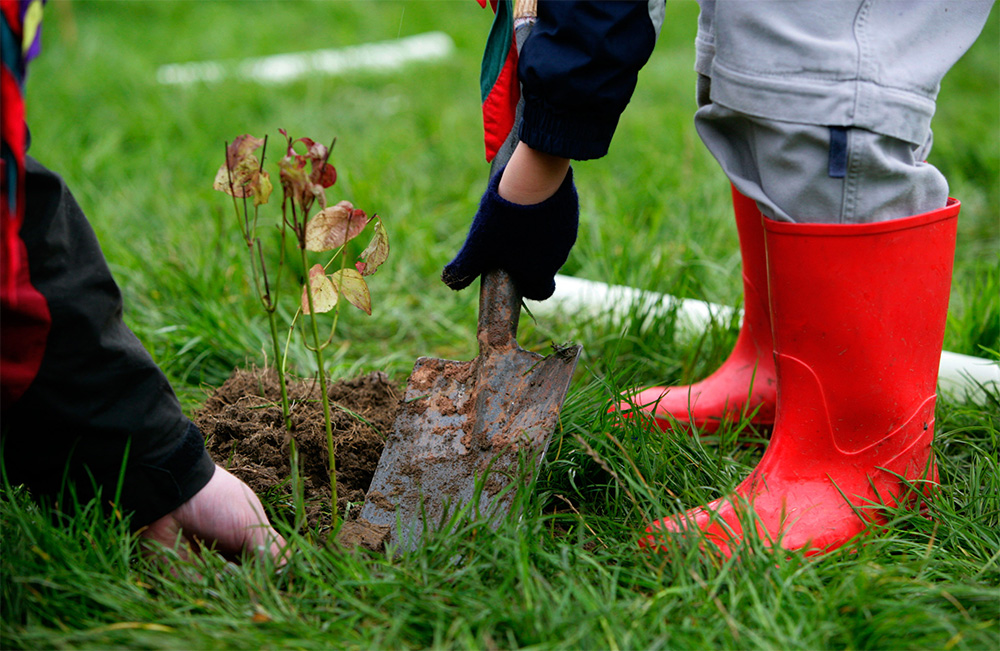 The offer comes from One Million Trees in One Day, a charity and cross-border initiative
