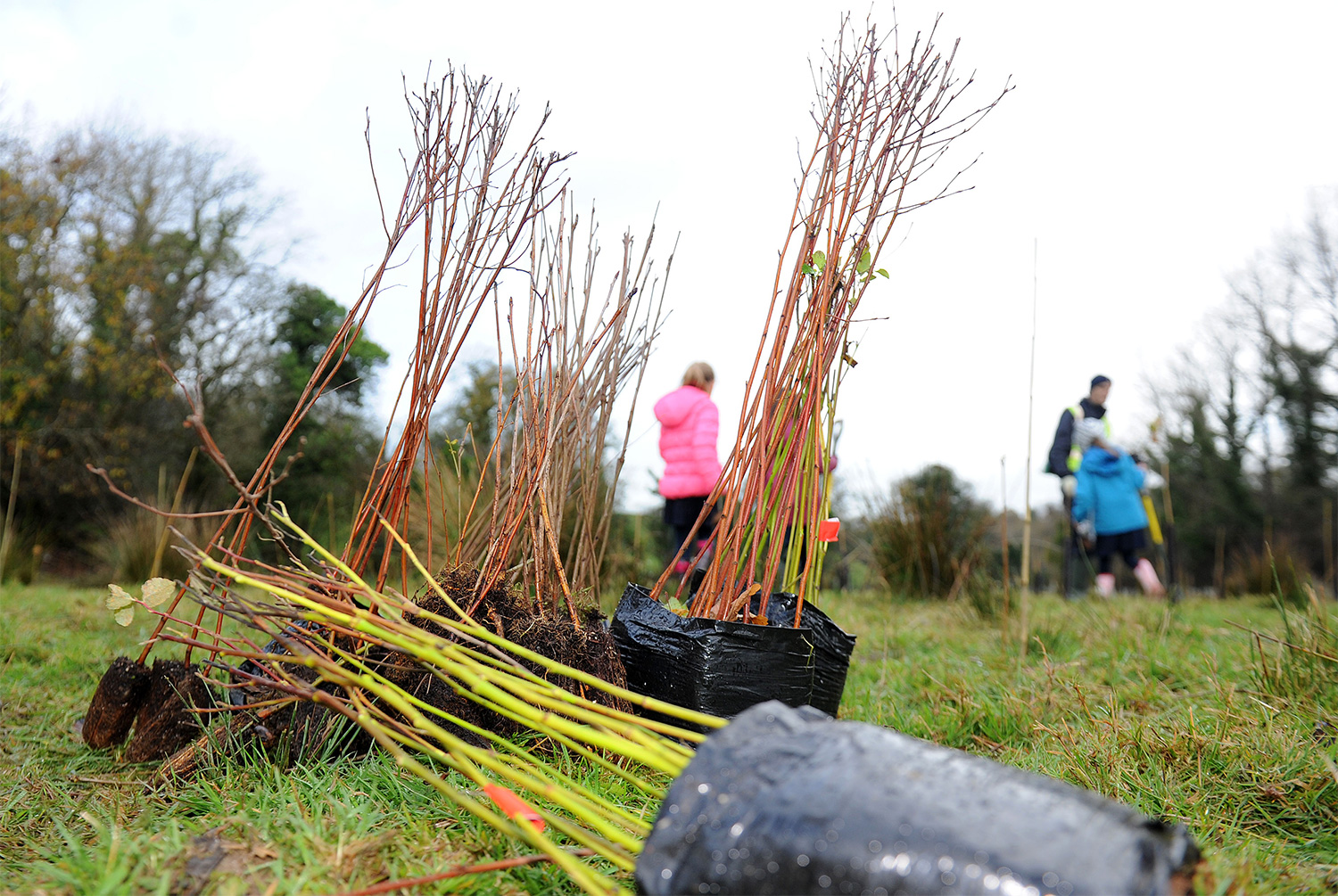 Would-be tree planters can apply online now for packs of 50 native saplings, enough to create a small woodland or hedgerow