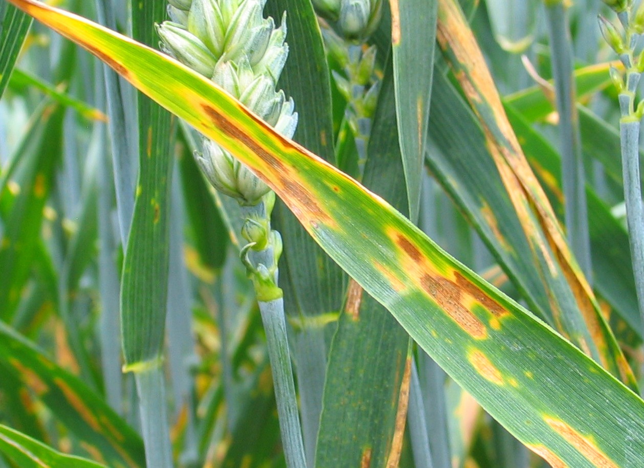 Locating genes, for example for resistance to wheat stem rust, can be like trying to find a needle in a haystack