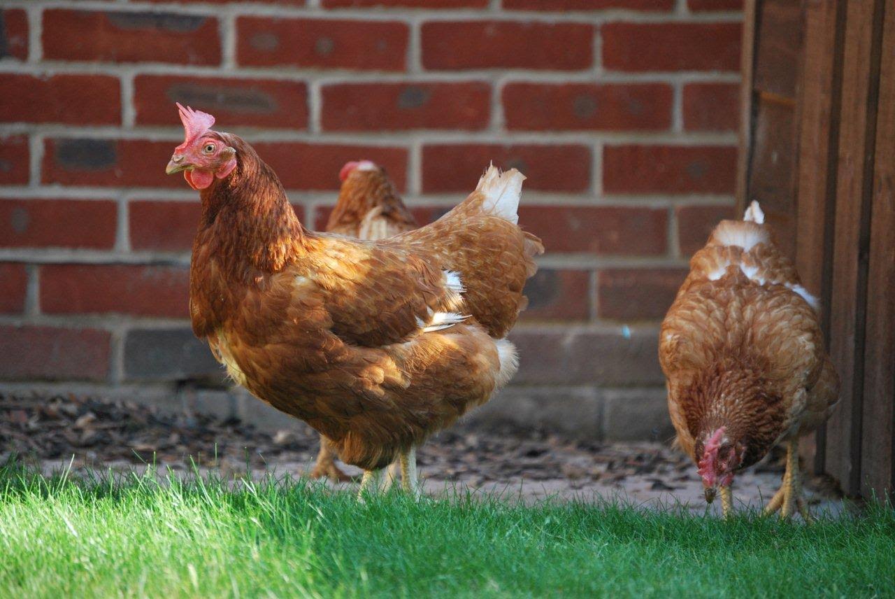 Most hens cope well and snooze through the festivities but some hens do suffer from stress