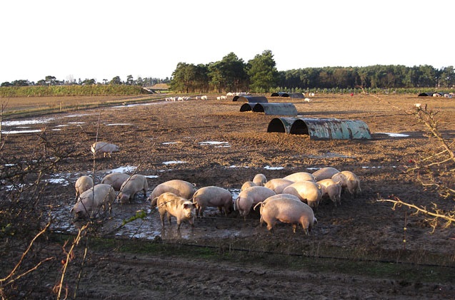 Some major UK pig processors are concerned about their ability to attract sufficient staff numbers in the run up to Christmas