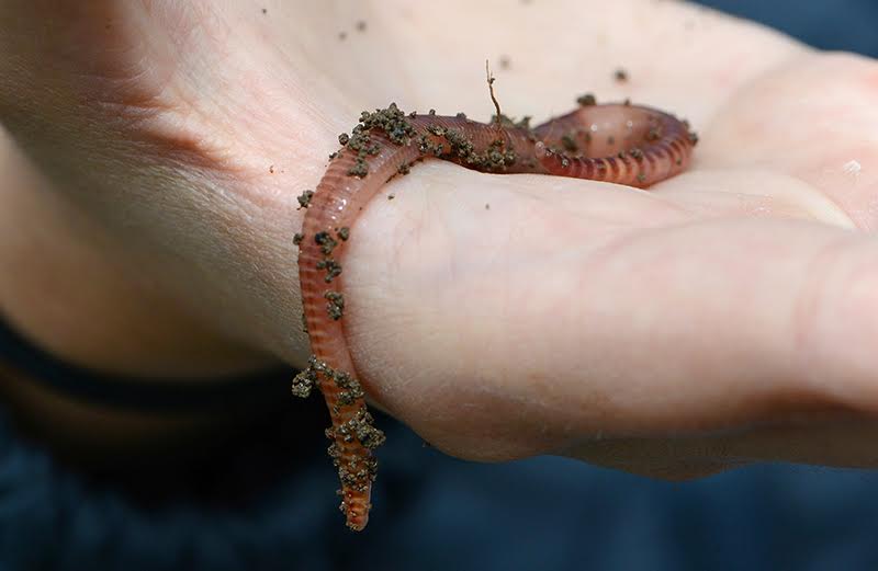 Creating empathy with worms underlines the vital role they play in eco-systems (Photo: Norrie Russell, The Roslin Institute)