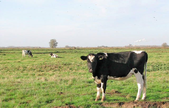 Worming can improve fertility