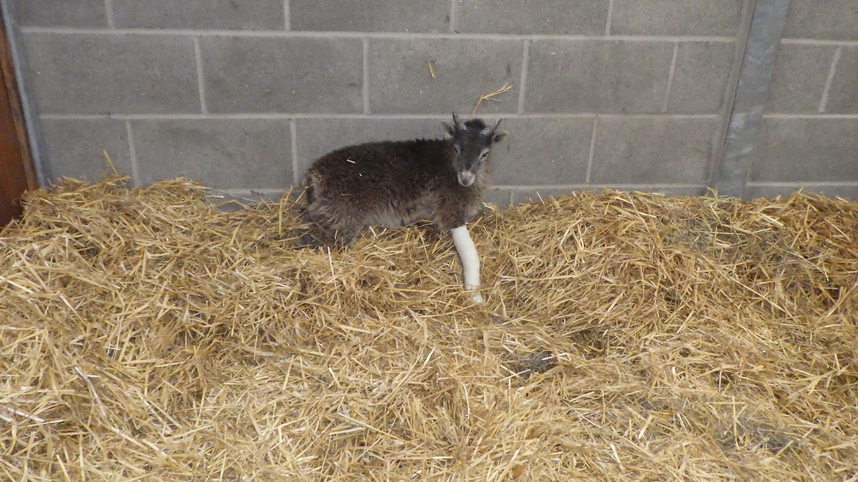 Woman who ran petting farm left young lamb without treatment