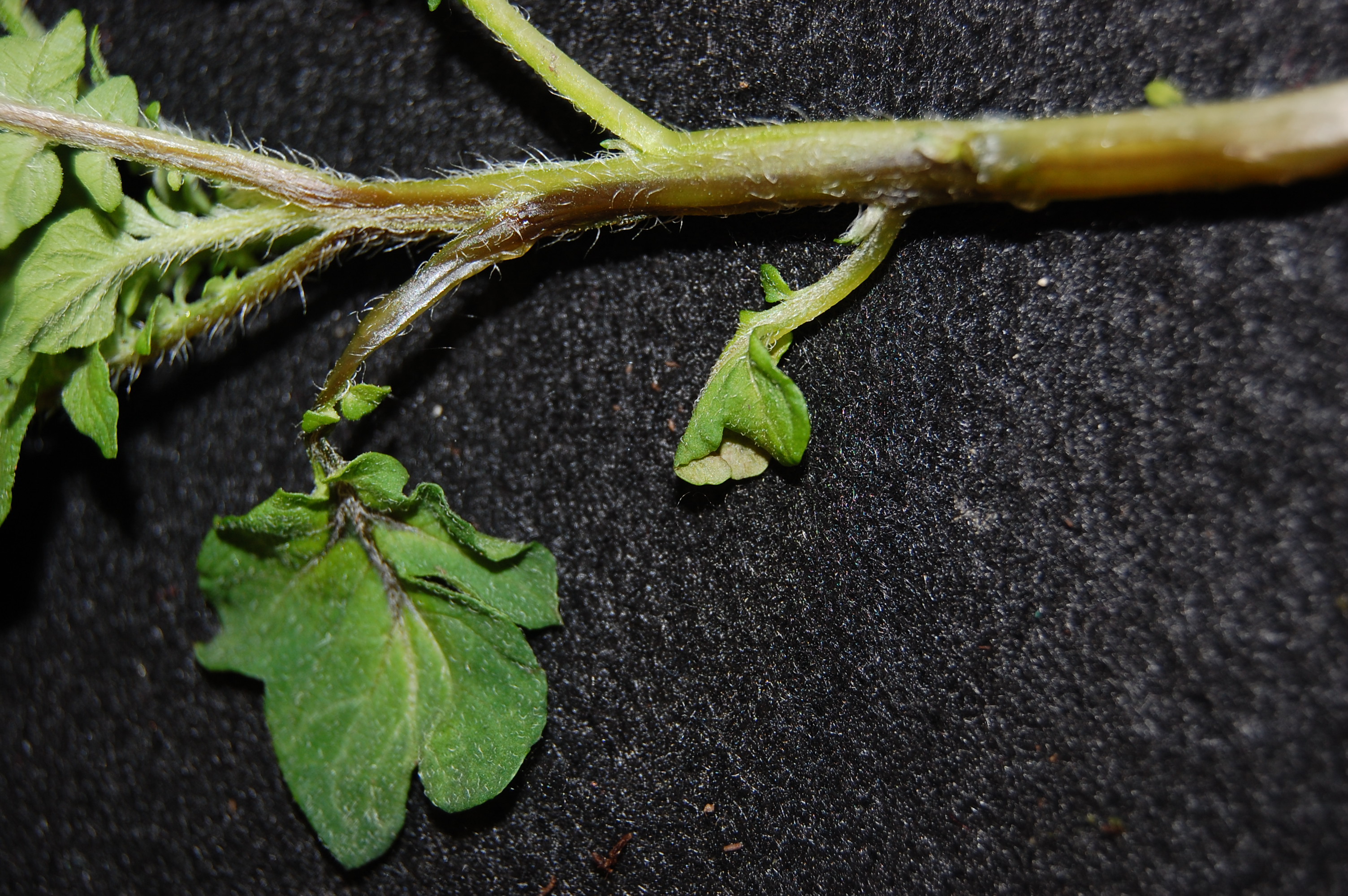 The disease causes black rotting at the stem base