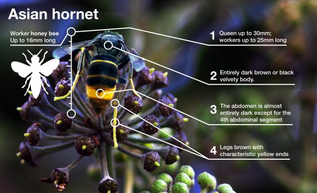 Pest of honeybees represents a "worrying time" for bee farmers and beekeepers (Photo: Defra)