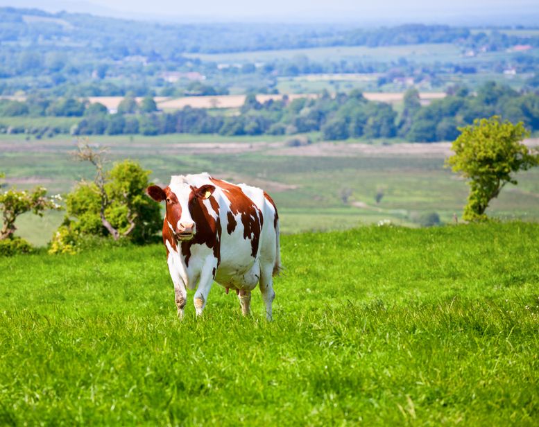The new dairy methodology is a key to allowing smallholder dairy operations to receive internationally-accepted carbon credits in exchange for emission reductions