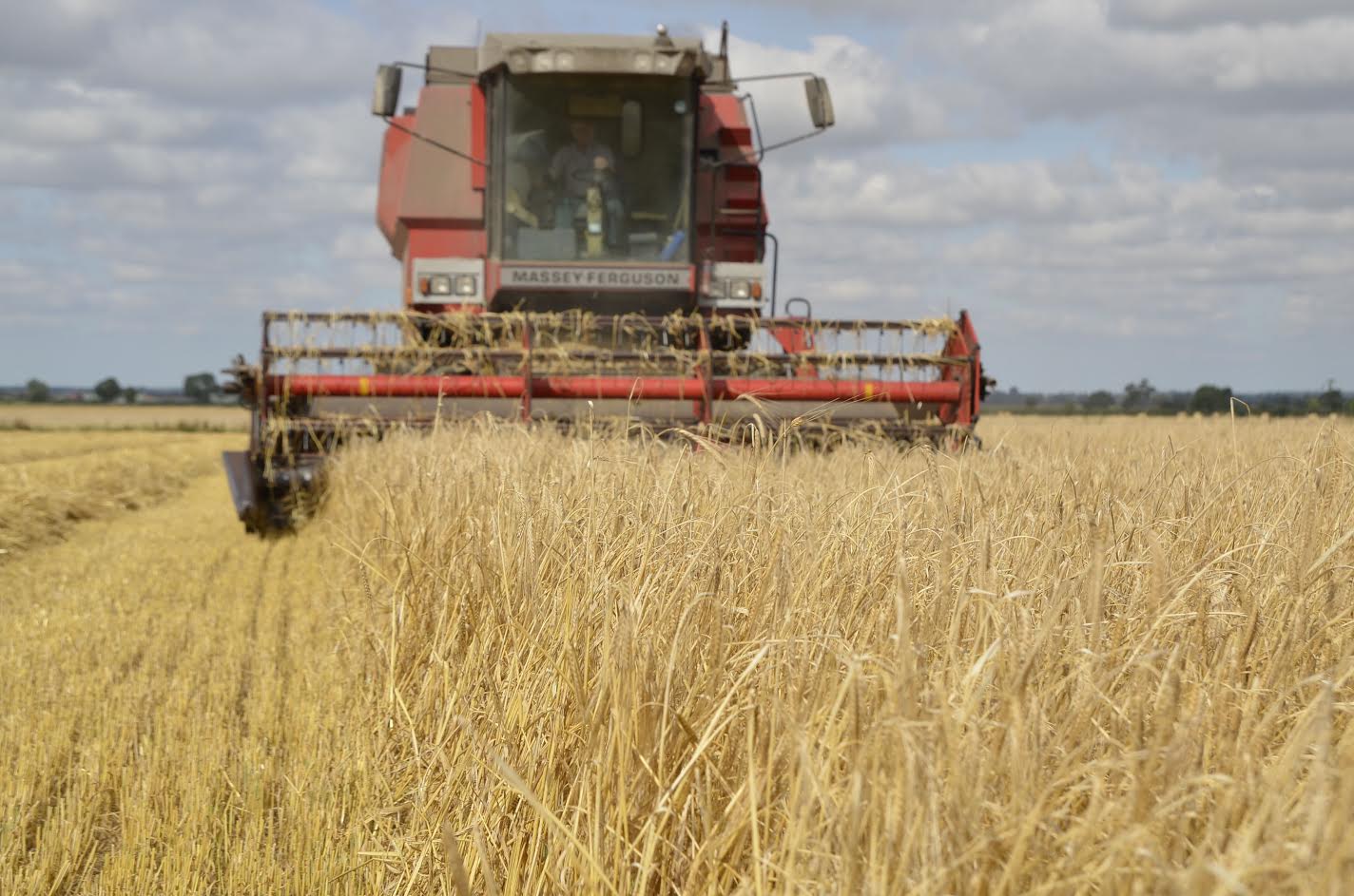 Health benefits of naked barley are so great, that a research project is underway to produce a variety that is more versatile