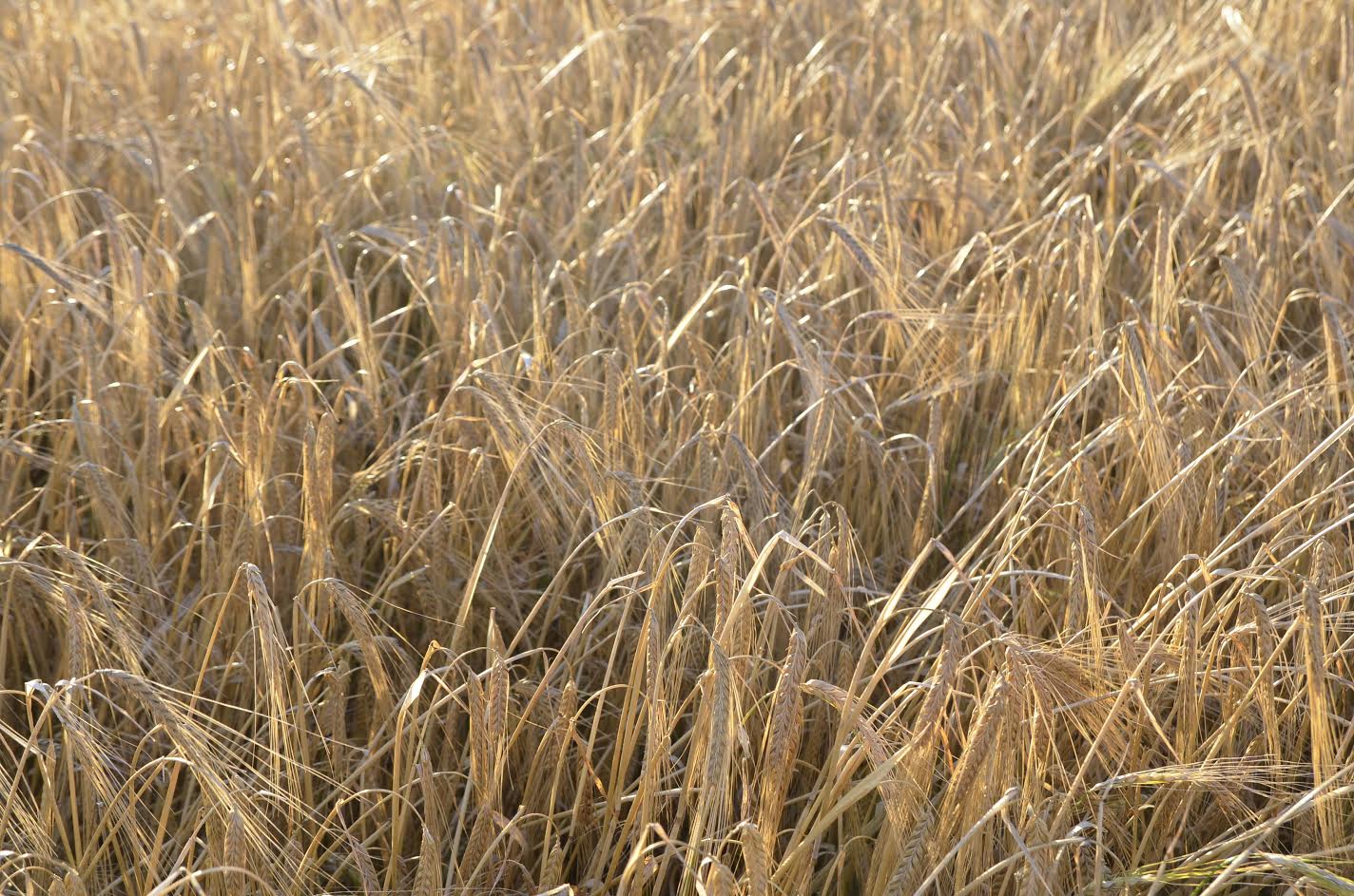 Naked barley hasn’t been a common crop since the Bronze Age