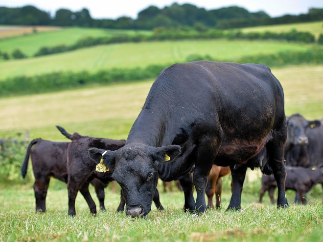 Scotland's famous Aberdeen Angus cattle