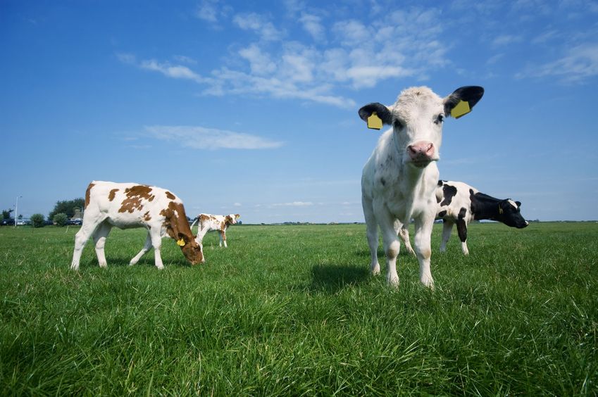 Figures released by AHDB said one in ten dairy farms in England and Wales have closed in the last three years