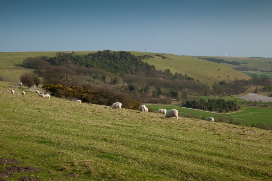 Low prices are currently paid for lambs below 32kg live weight, or light lambs