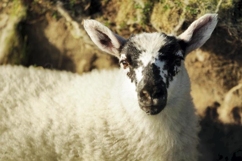 A range of factors were explored, including economic difficulties in traditional markets for light lambs in Mediterranean countries