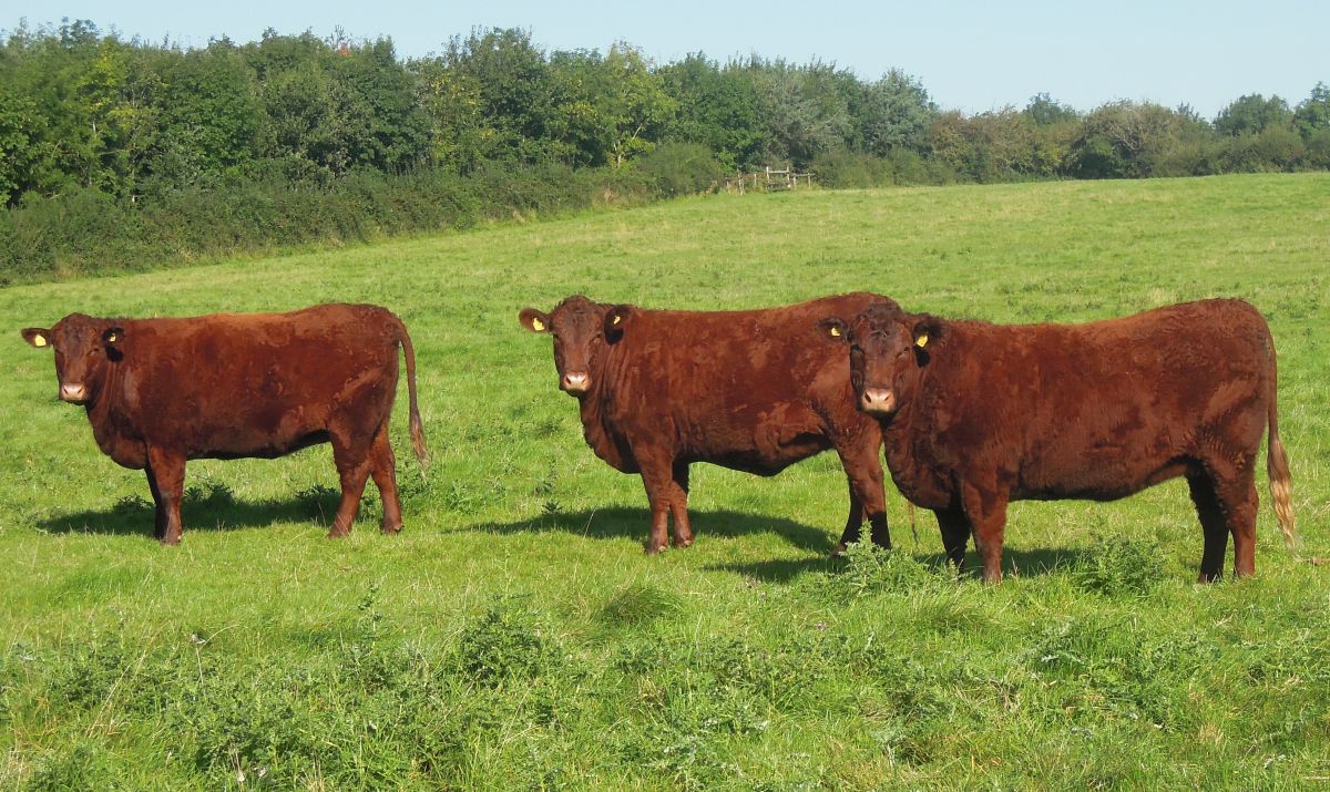 £1.5m research call to help beef industry become more efficient 
