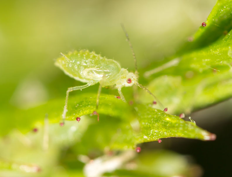 Aphids are soft-bodied insects with piercing-sucking mouthparts