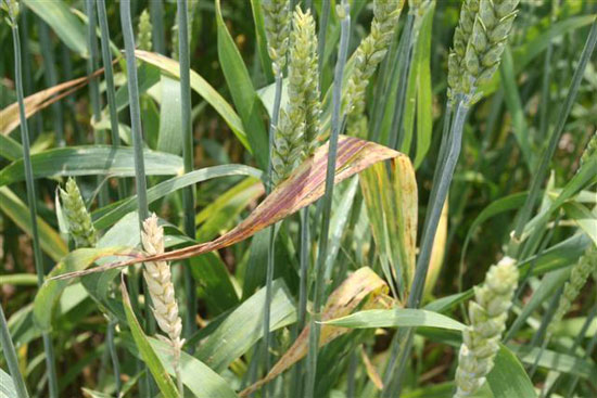 Barley yellow dwarf disease is transmitted by aphids