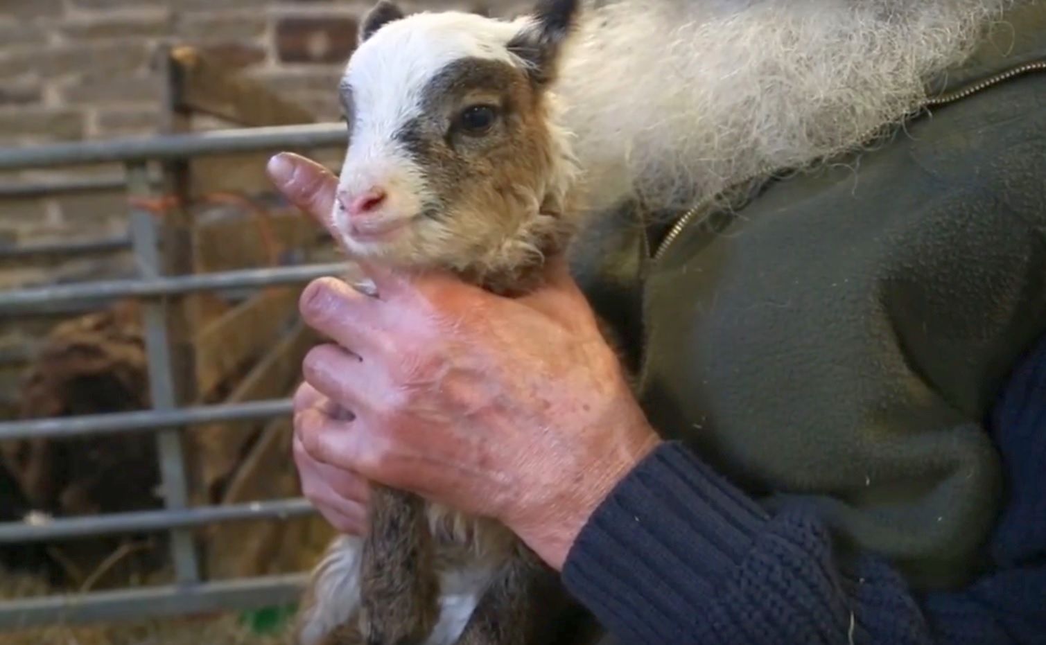 The couple said they had never seen lambs this early ever before and that it was a “real surprise”