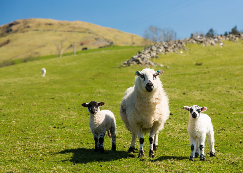 Usually, lambing starts in early spring but some farmers start in November and others in April
