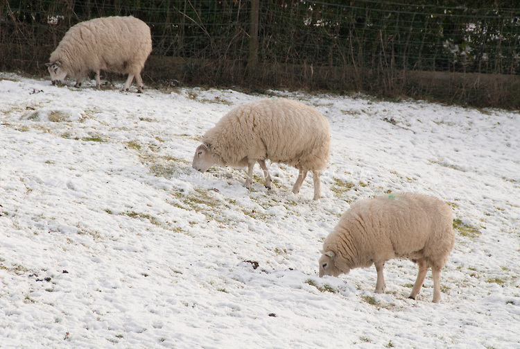 Rural areas of the UK are bracing for snow