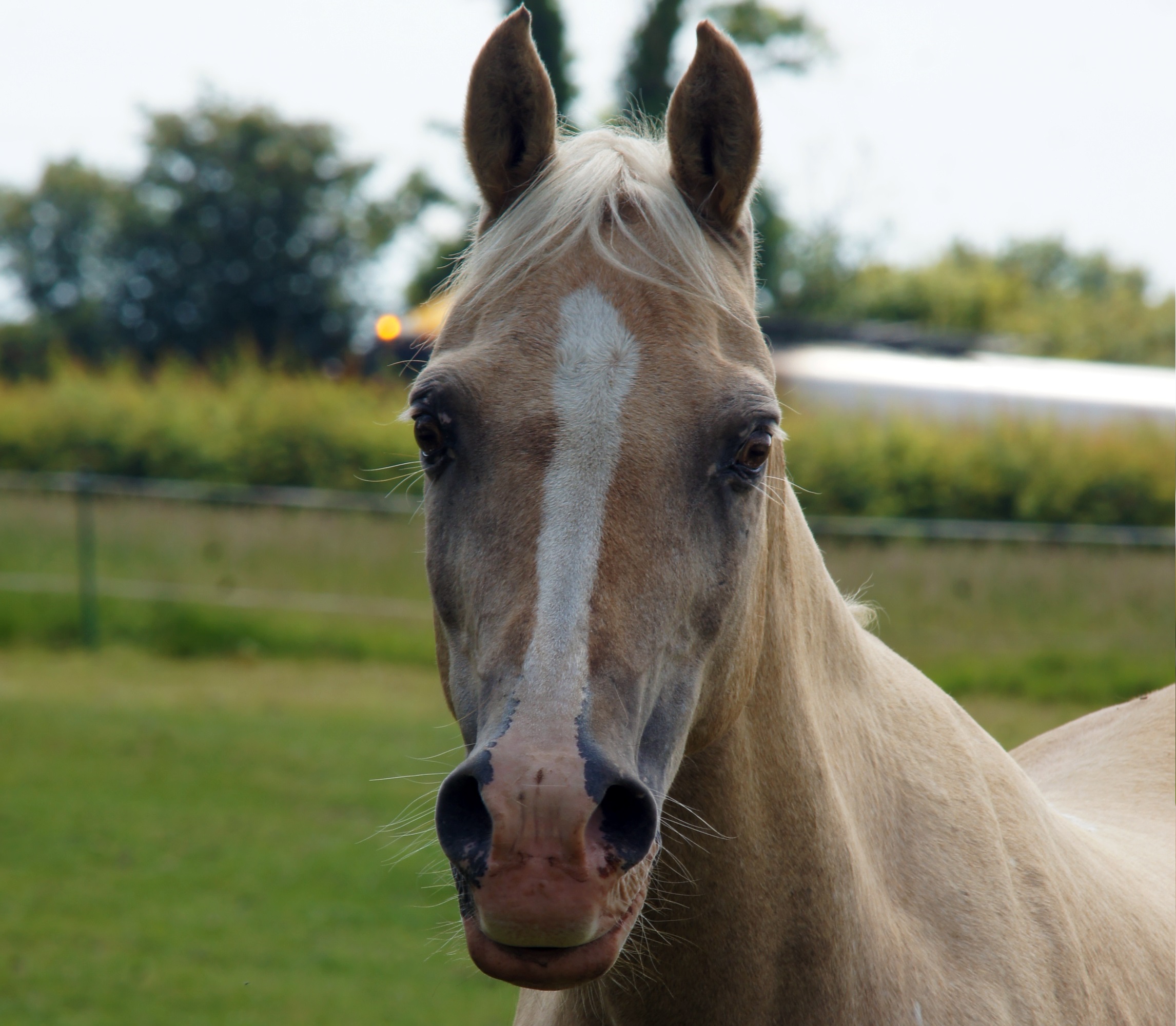 Percy