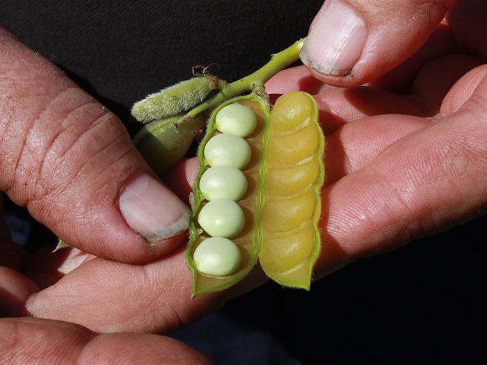 Lupins can provide a good source of cost effective, supply-chain secure protein