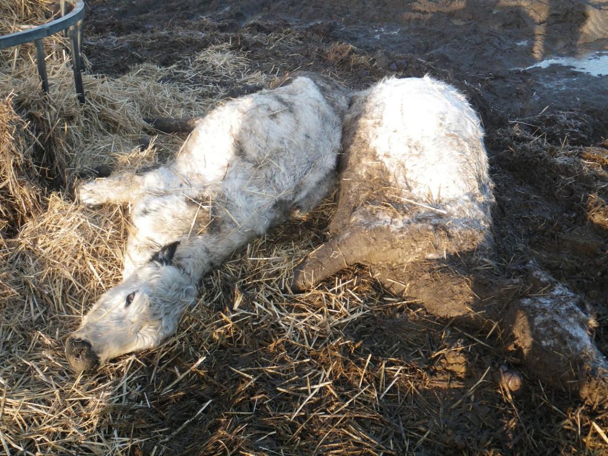 Man given farm animal ban after cows found dying and dead in his field