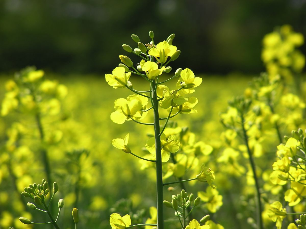 OSR area pegged at 13-year low