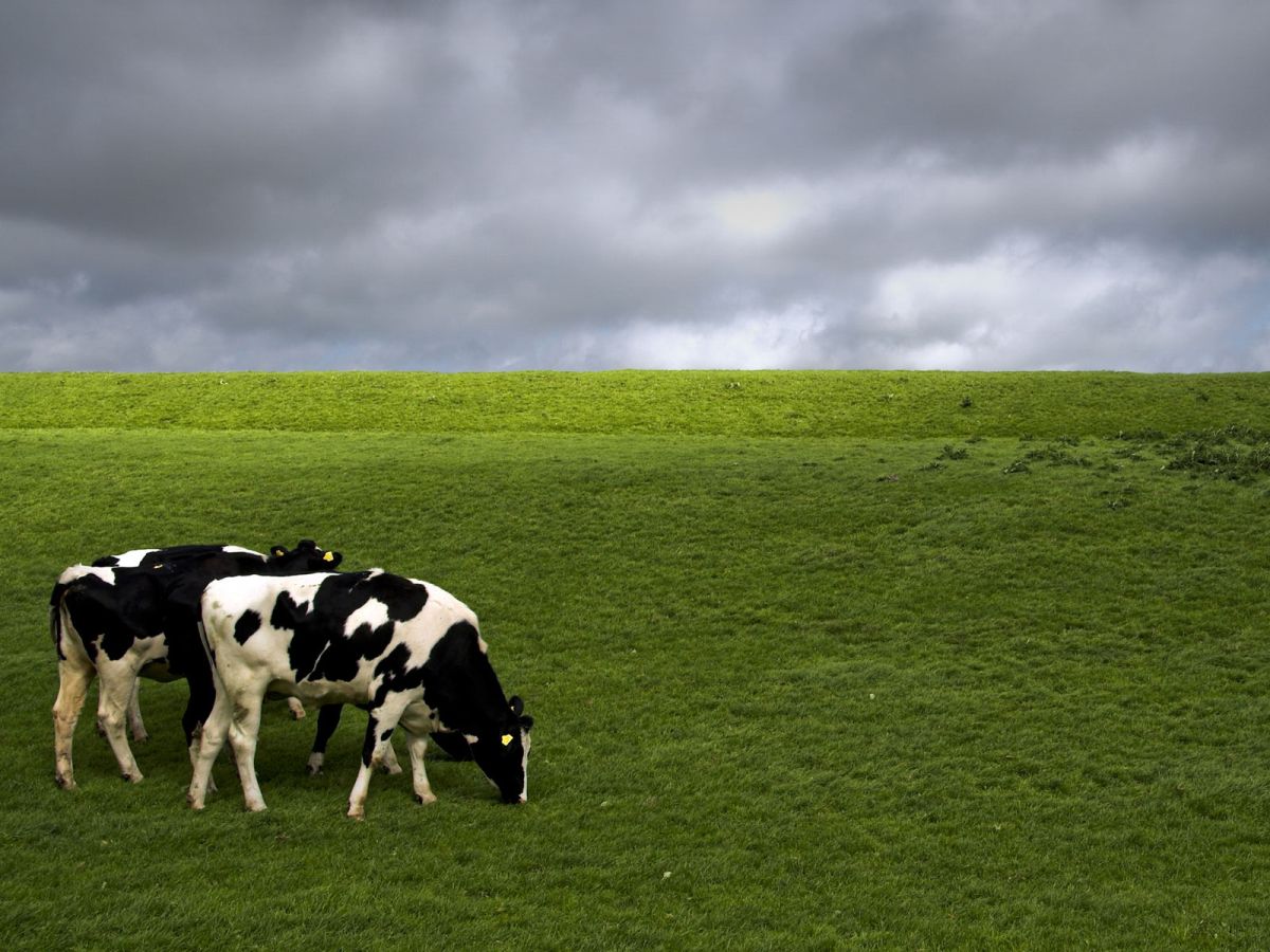The UFU said dairy processors 'did not understand how angry farmers feel'