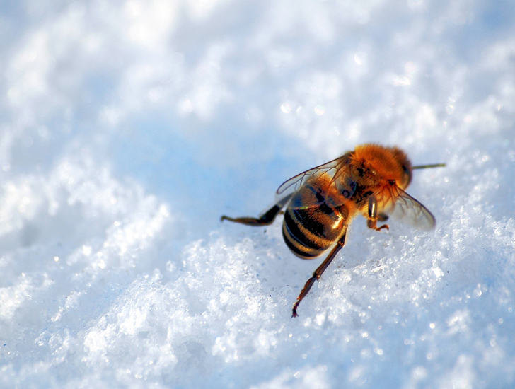 Pollinators still need food and shelter to survive the winter