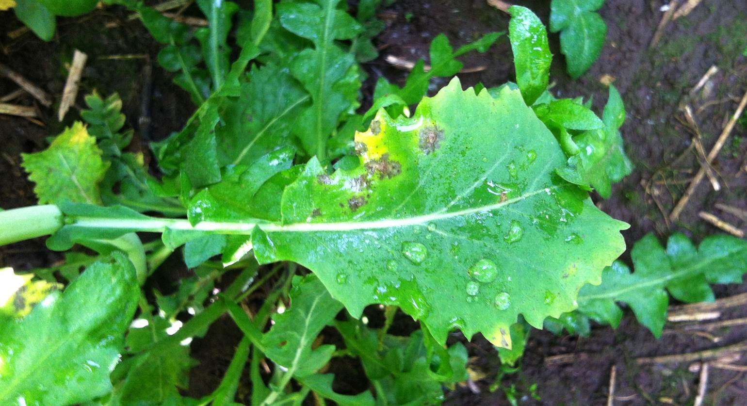 Light leaf spot disease