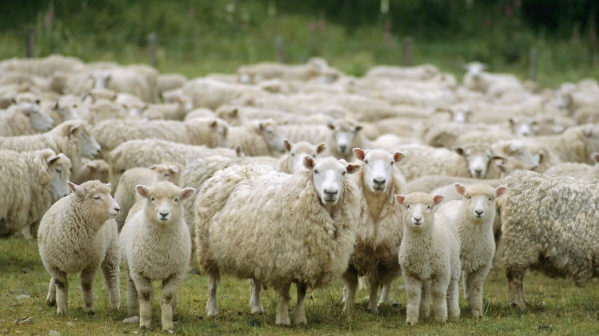 The National Sheep Association raised concerns of a free trade proposal between UK and Australia and New Zealand when members said it could lead to a further increase in foreign lamb products