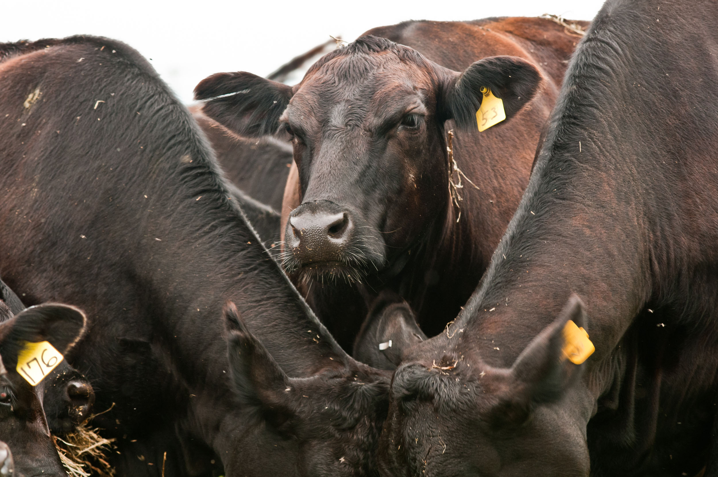 Signatories to the letter calling on the farming industry to do more to stop over-reliance on antibiotics include the President of the Royal Society of Medicine