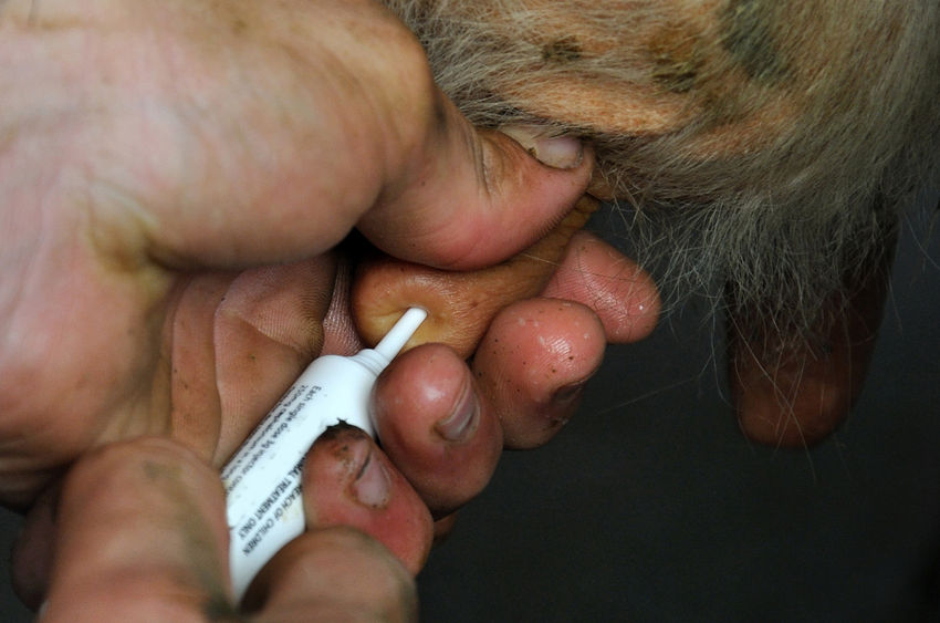 'Clear need for domestic policies which ensure that antibiotics are used judiciously in human and animal medicine'